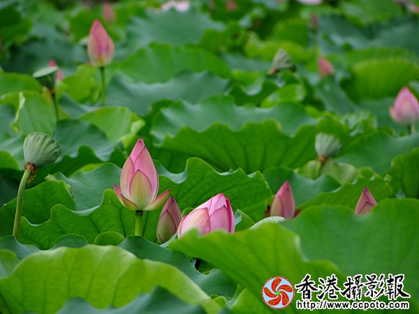 DSC03685_副本.jpg
