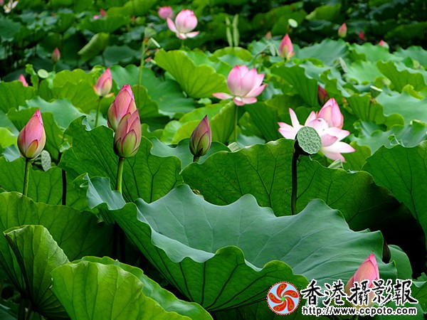 DSC03710_副本.jpg