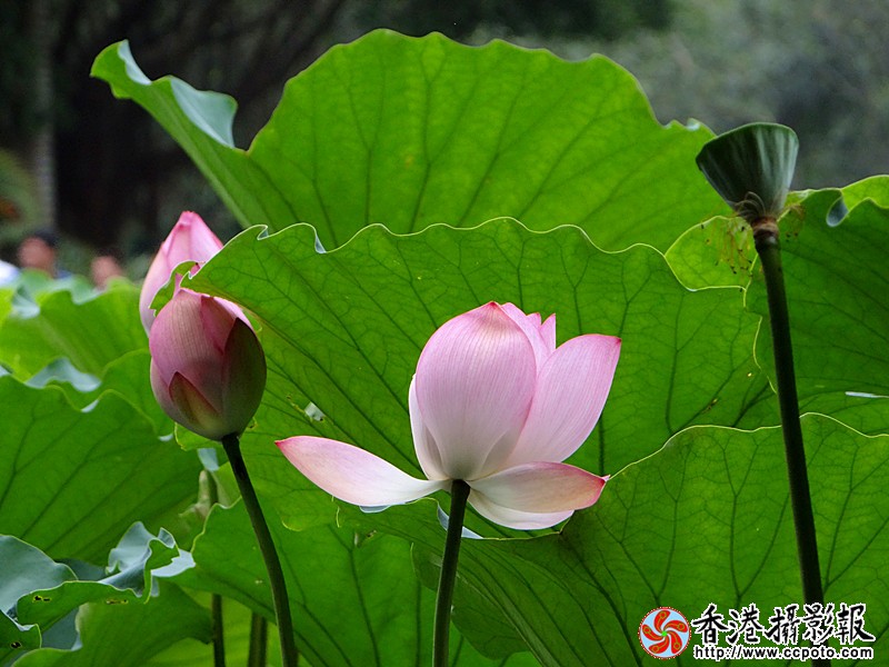 DSC03855_副本.jpg