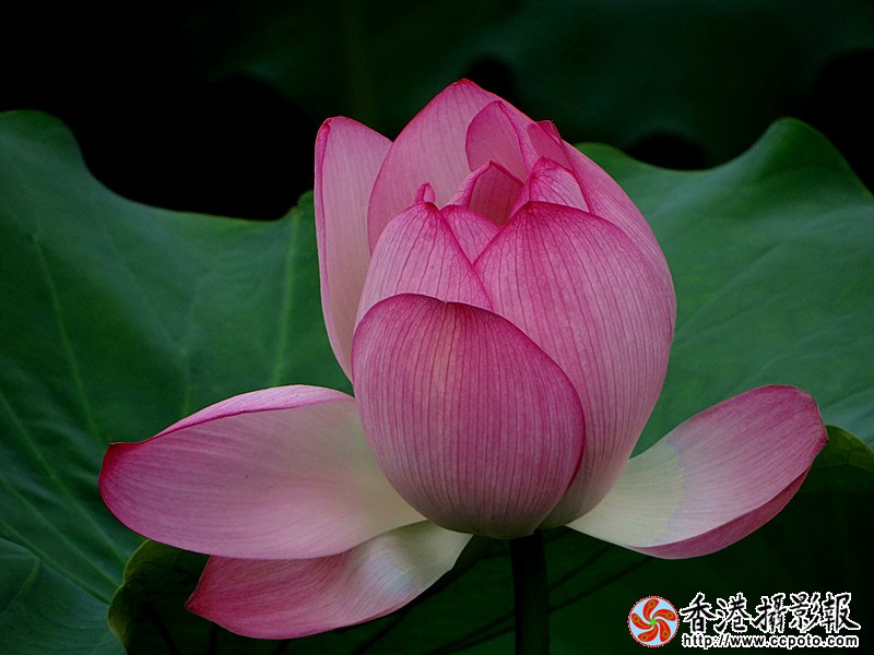 DSC03886_副本.jpg