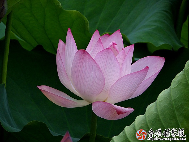 DSC03895_副本.jpg