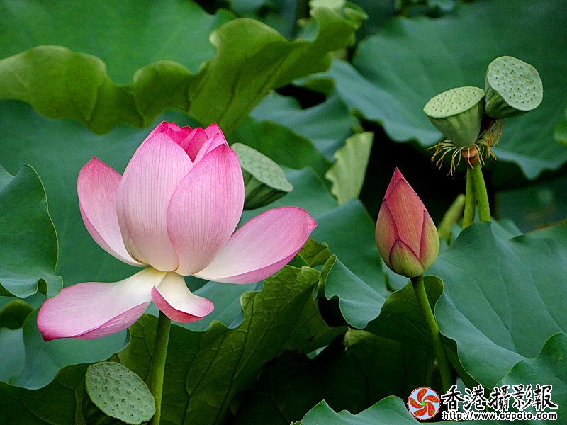 DSC03925_副本.jpg
