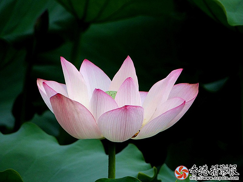 DSC03931_副本.jpg