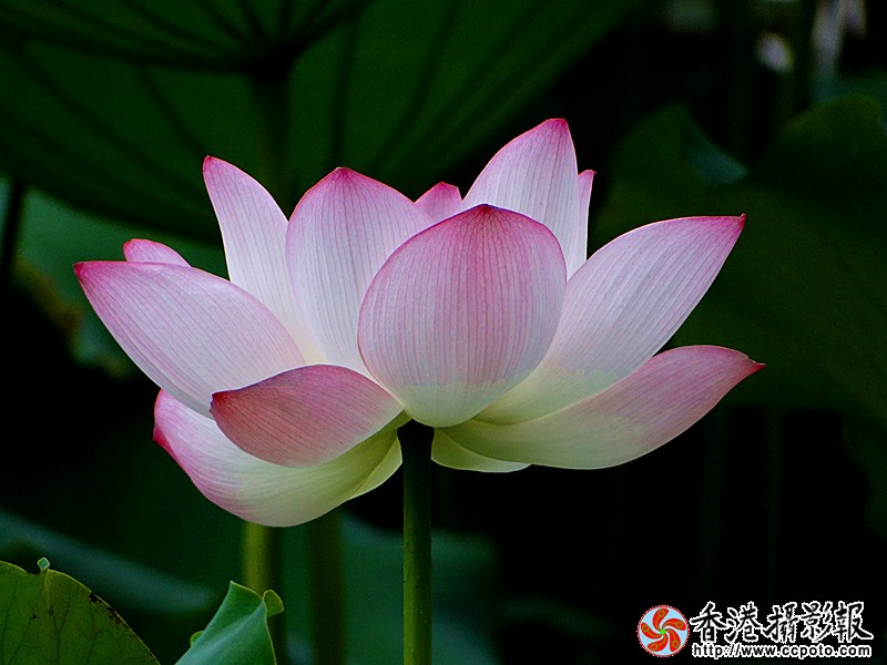 DSC03942_副本.jpg