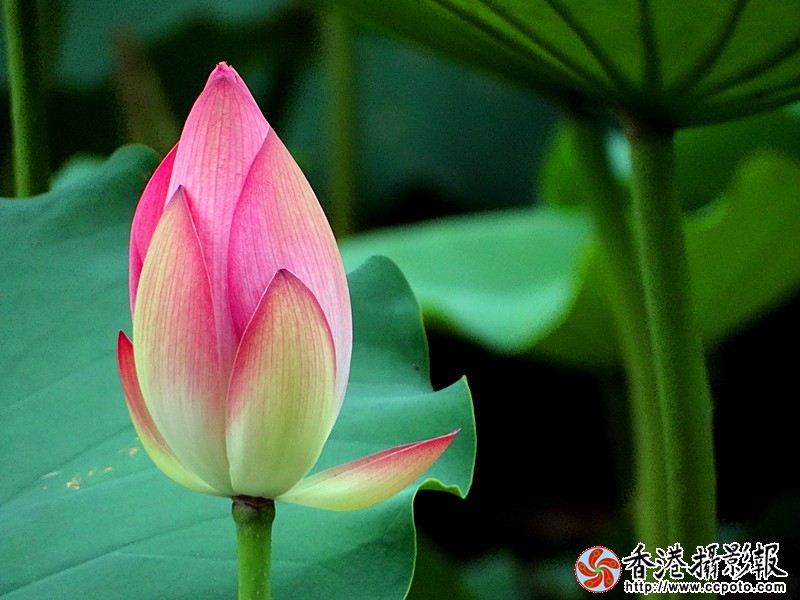 DSC03955_副本.jpg
