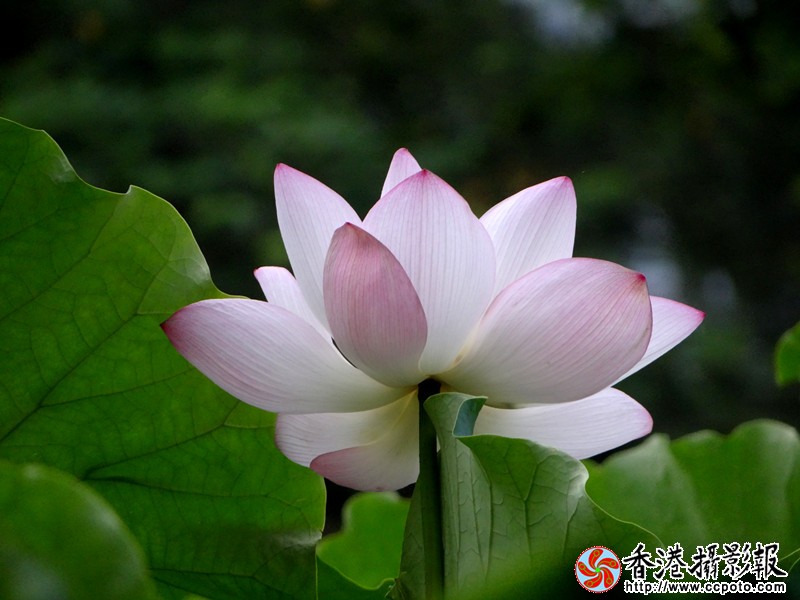 DSC03978_副本.jpg
