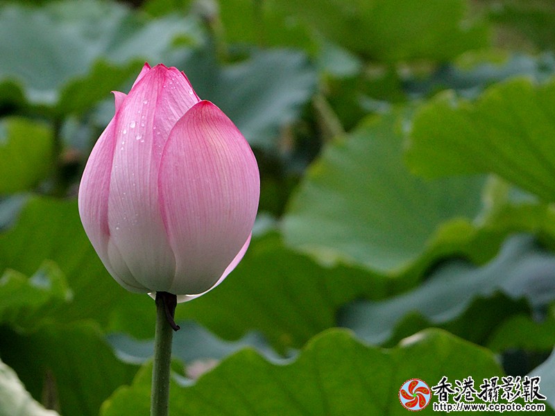 DSC03994_副本.jpg
