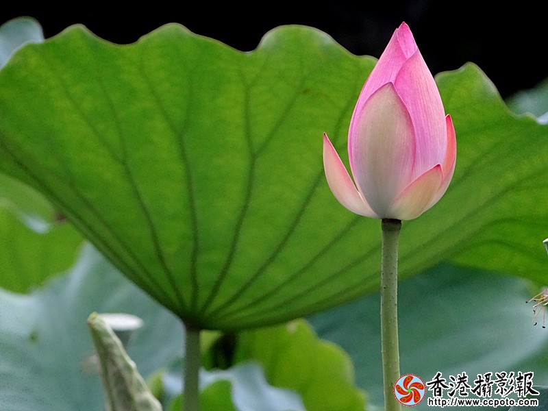 DSC03995_副本.jpg