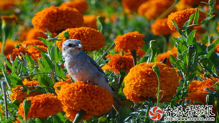 DSC08587_副本_副本.jpg