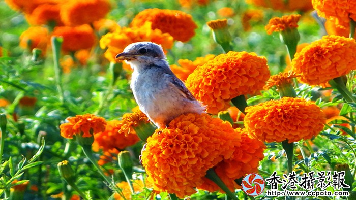DSC08585_副本_副本.jpg