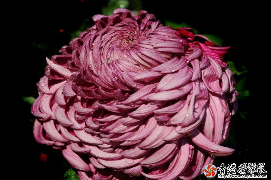 秋菊