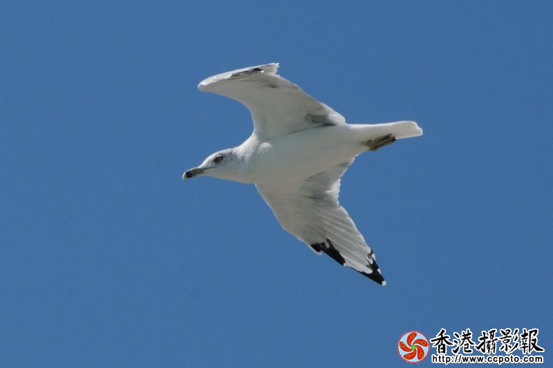 蓝天中