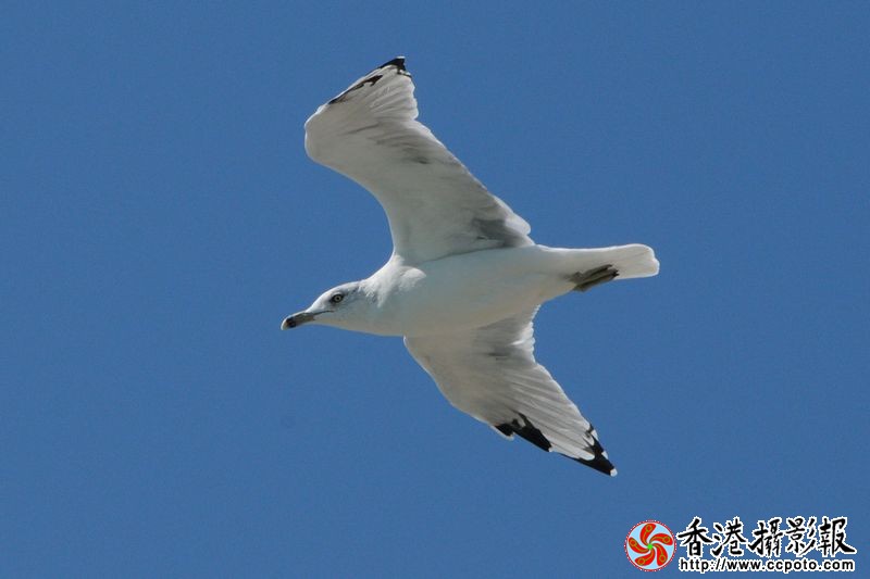 蓝天中