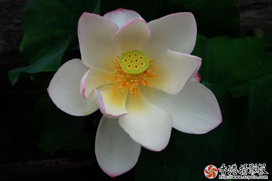 荷花