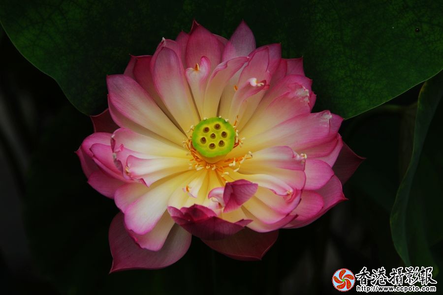 荷花