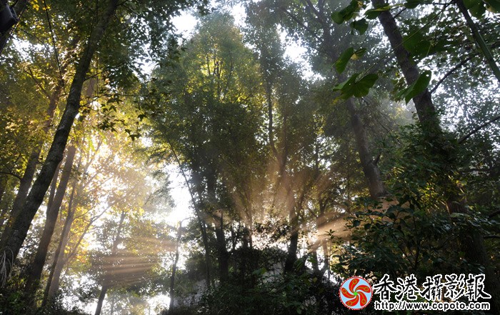 林中之光-2.jpg