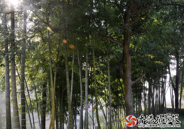 林中之光-3.jpg