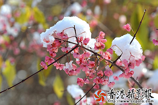 雪打秋实点点红（１）.jpg