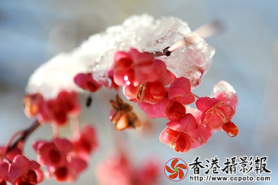 雪打秋实点点红（８）.jpg