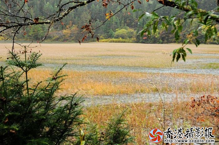 九寨秋韵—芦苇海