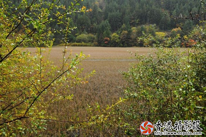 九寨秋韵—芦苇海