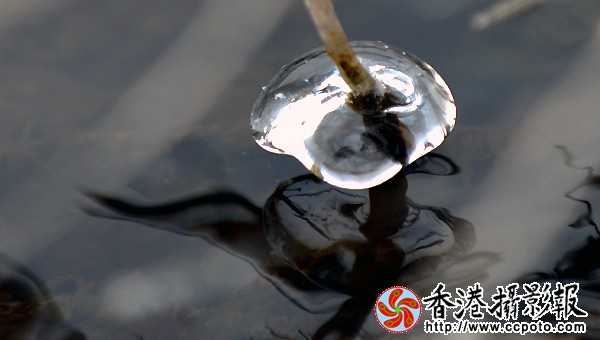 水墨冰花（１）.JPG