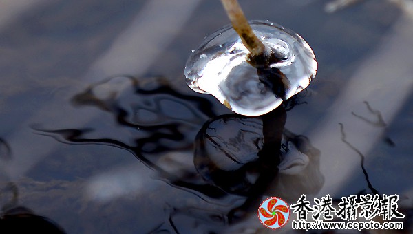 水墨冰花（３）.JPG