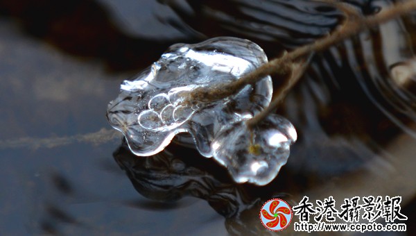 水墨冰花（４）.JPG