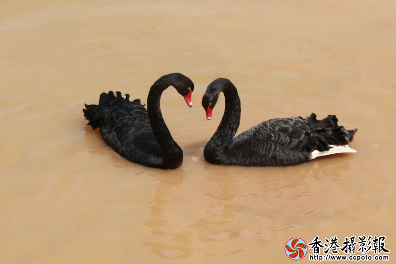 黑天鹅