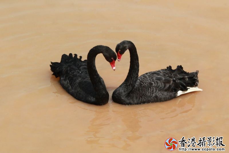 黑天鹅