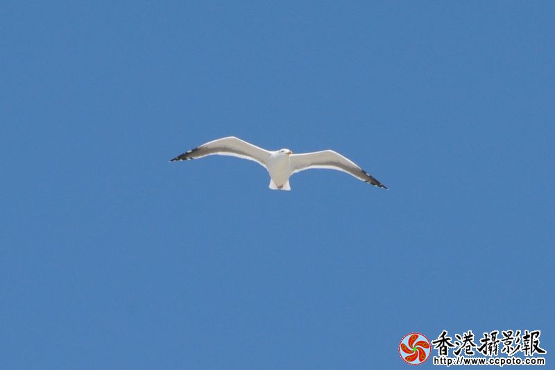 白鸥、蓝天