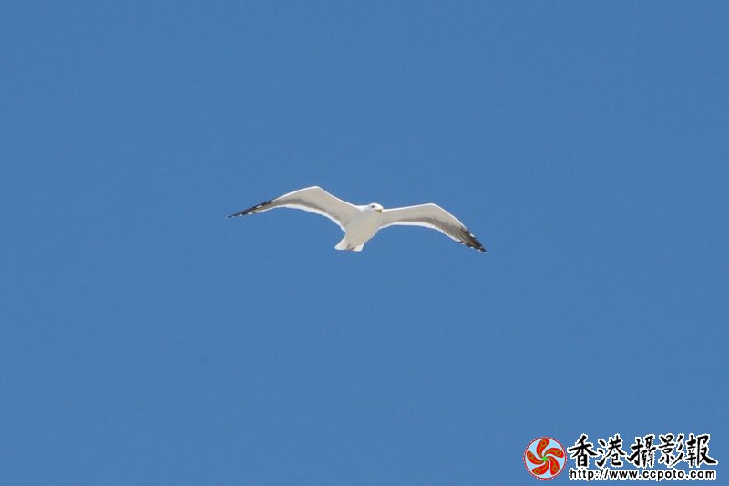 白鸥、蓝天