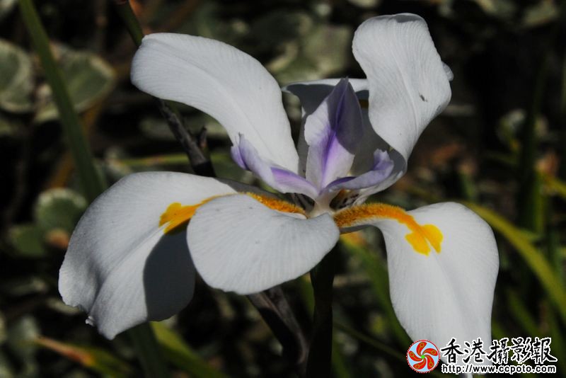 花卉随拍