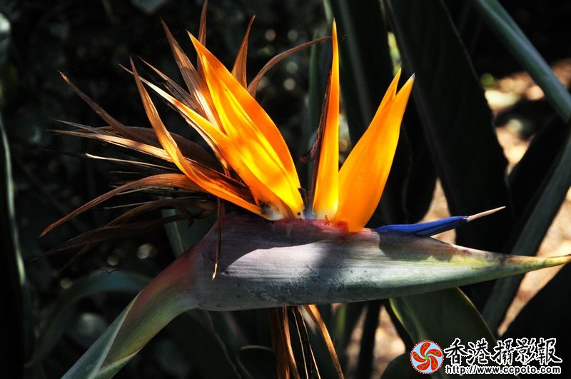 花卉随拍