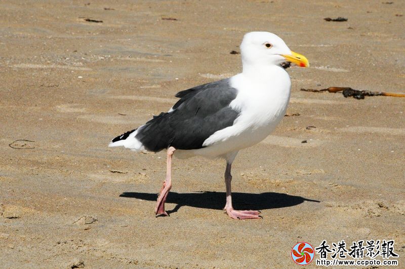 散步