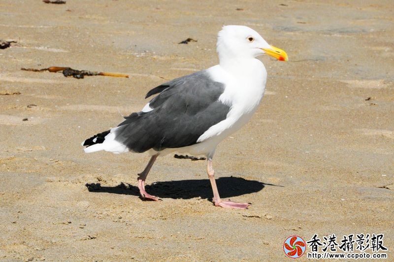 散步