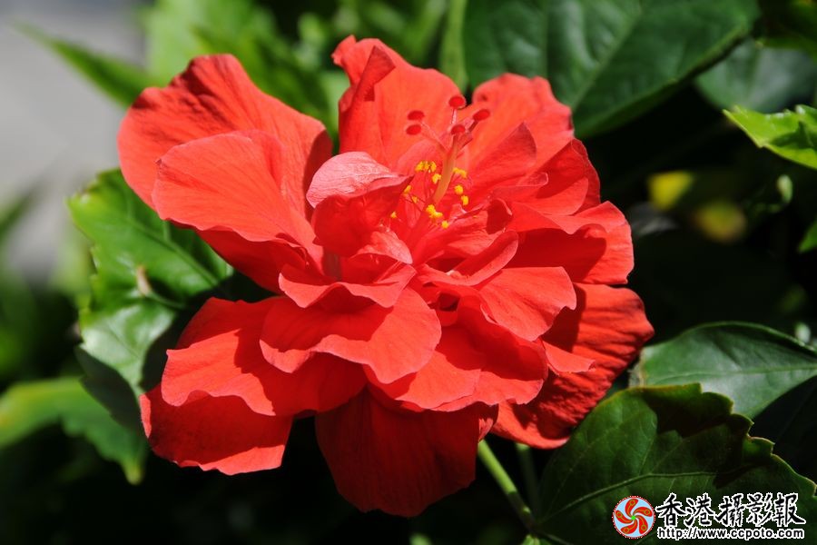 红花