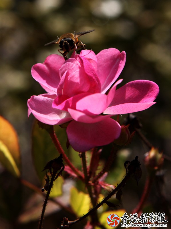 蜜蜂2.jpg