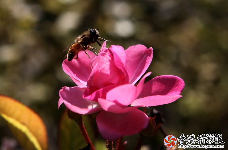 蜜蜂.jpg