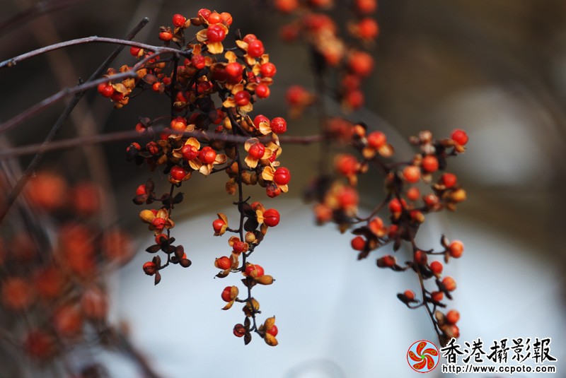 小红果.jpg