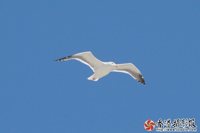 蓝天翱翔
