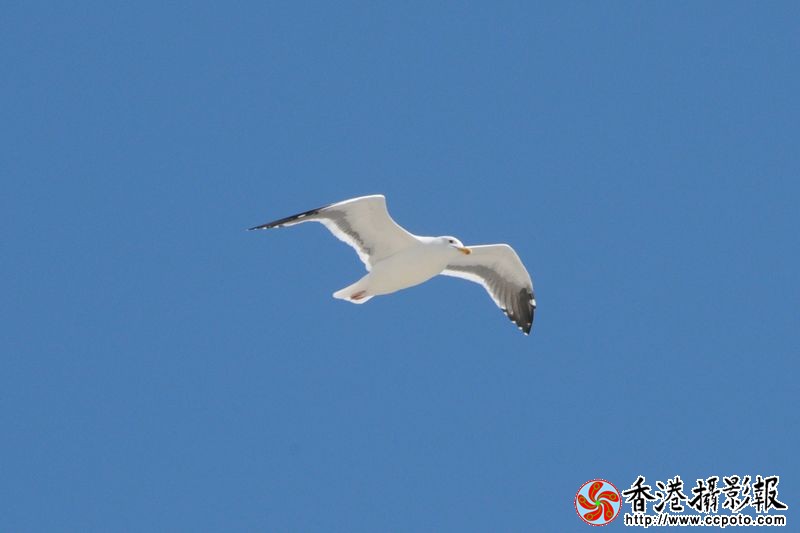 蓝天翱翔