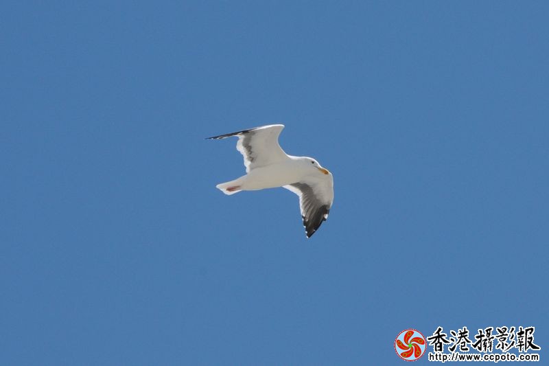 蓝天翱翔