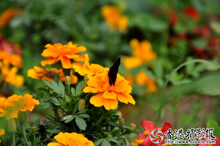DSC_0041a.jpg