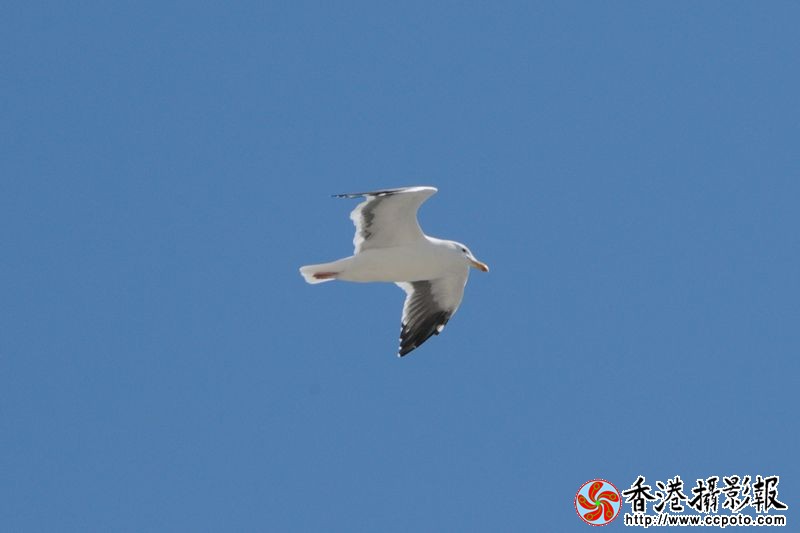 海鸥—飞翔