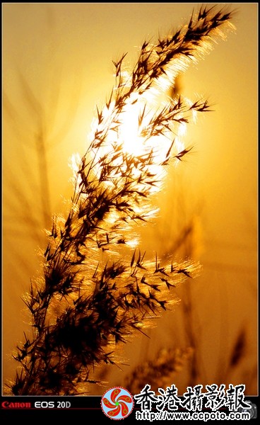 芦花.JPG