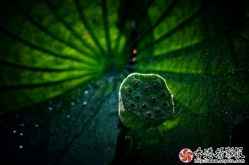 NSC_1006_调整大小.JPG