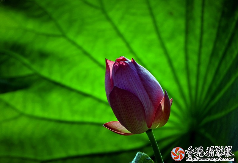 NSC_1046_调整大小.JPG