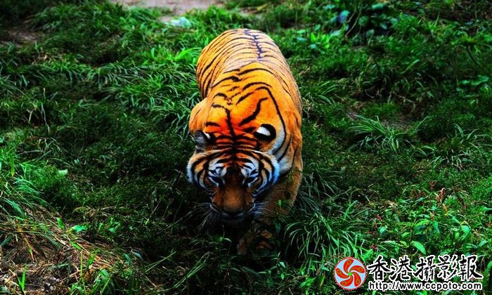王者