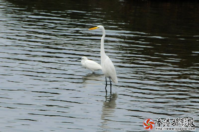 高与矮